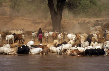העושר אצל בני המַסַאי מַקביל לְחוכְמת החייםאנחנו עשׂוּיים להַביט בְּרועֶה יָחֵף עטוף בד, המִתגורֵר בְּאוהֶל או בבִקתַת בוֹץ פשוטה, ולא נְנַחֵשׁ שהוא בעָלָיו של עֵדֶר פָּרות ענקי ושֶעושְרו רב מעושְרֵנו.