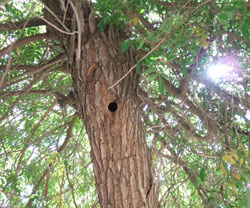 פתח קינון של נקר בגזע עץ