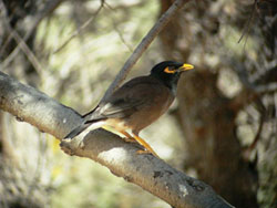 מַ‏יְנָ‏ה בפארק הירקון