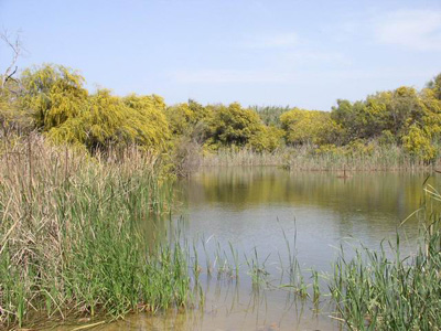 השיטה המכחילה
